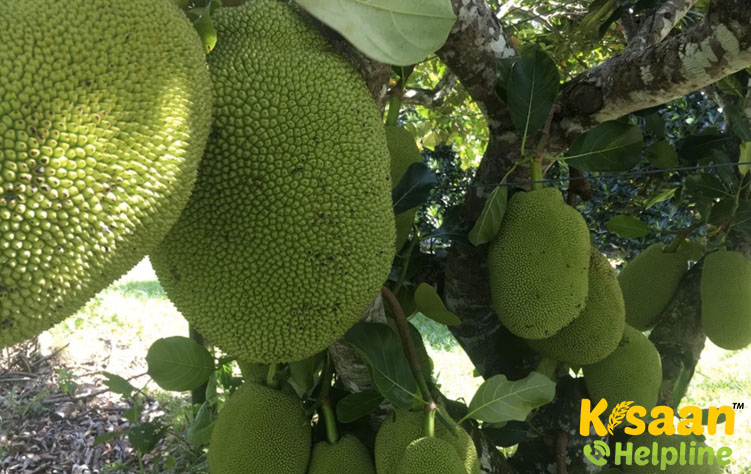 Singapore (सिंगापुर)